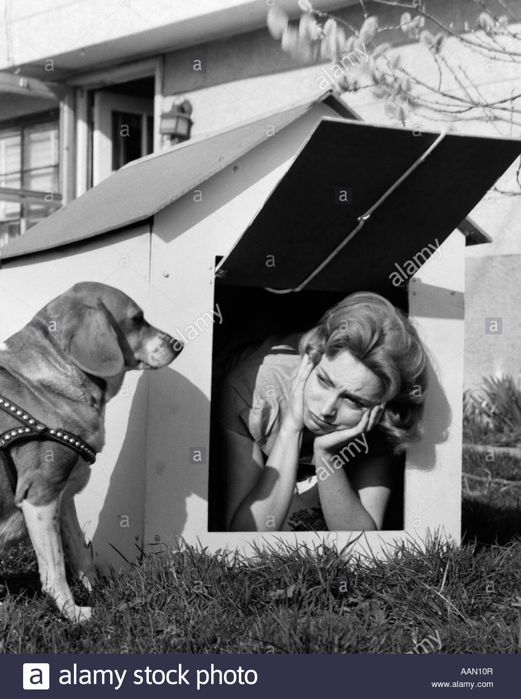 Dog house Meme Generator Imgflip