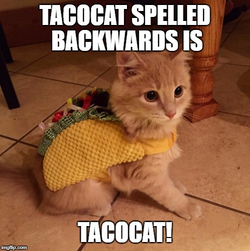tacocat Imgflip
