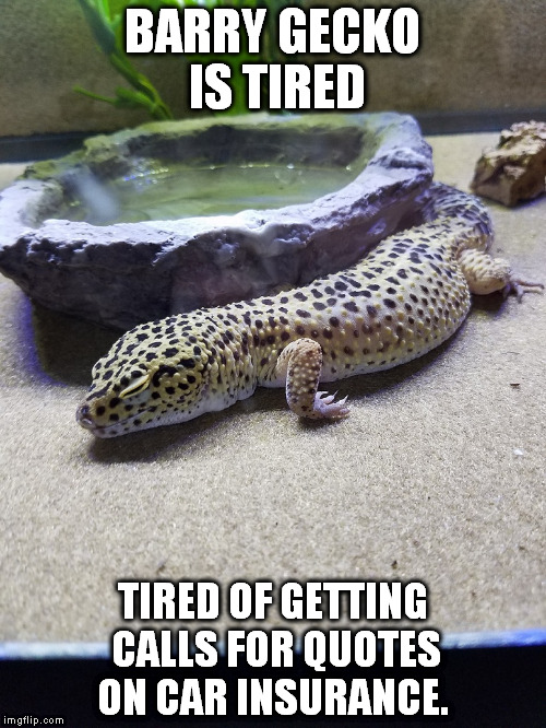 Tired Barry Gecko Imgflip