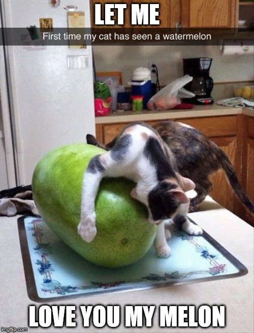 Cat loving a watermelon Imgflip