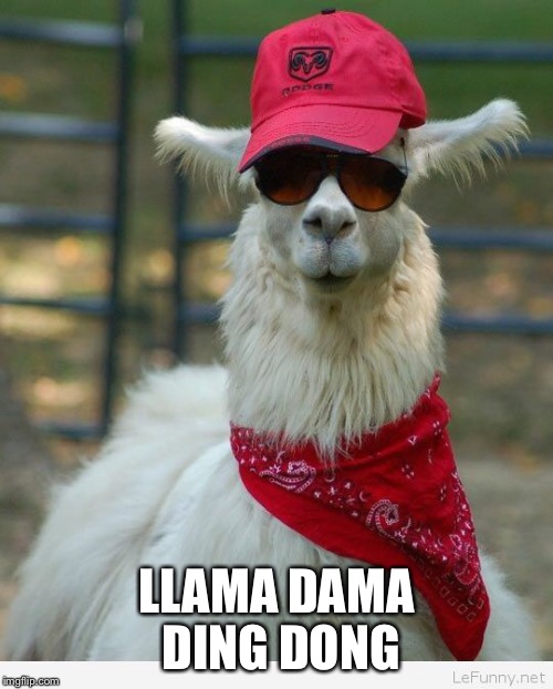 17+ Funny Memes Of Llamas Factory Memes