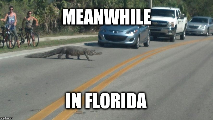 Meanwhile In Florida Imgflip