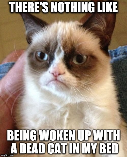 Grumpy Cat Meme Imgflip