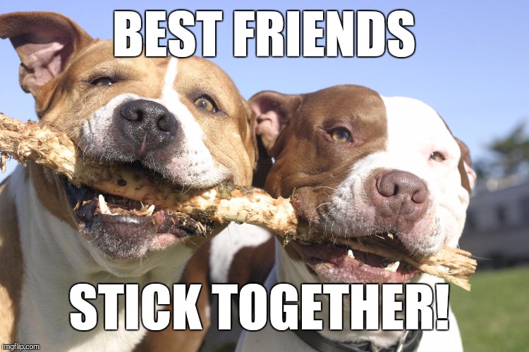 Image tagged in dogs with stick Imgflip