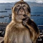 Confused monkey Meme Generator Imgflip