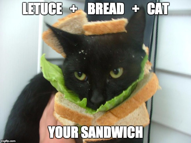 Image tagged in sandwich cat Imgflip