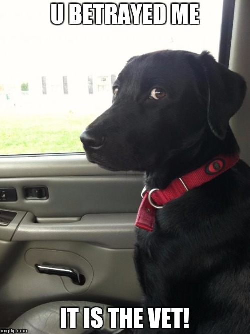 Betrayed Dog Imgflip