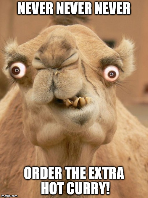 camel Imgflip
