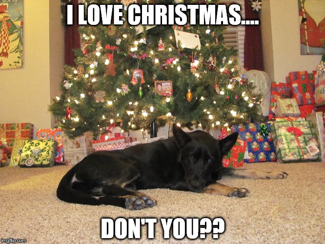 Sad Christmas Dog Imgflip