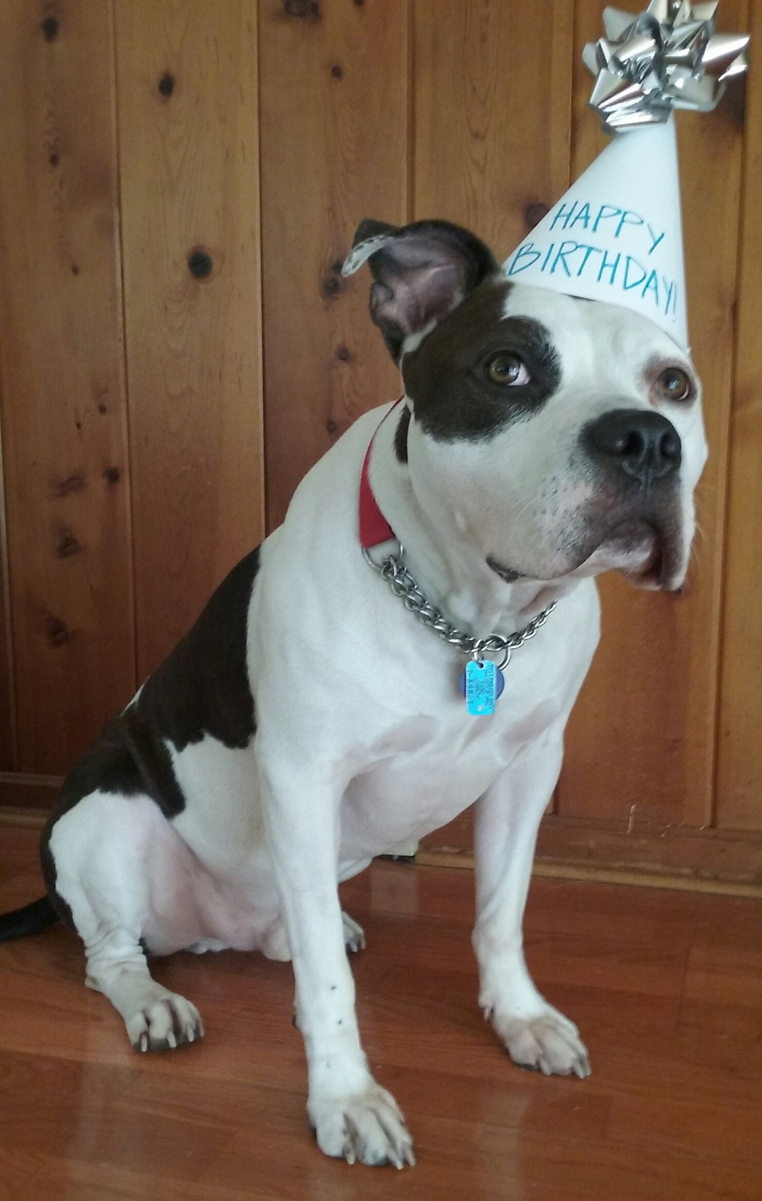Bulldog Happy Birthday Memes Happy Birthday Meme