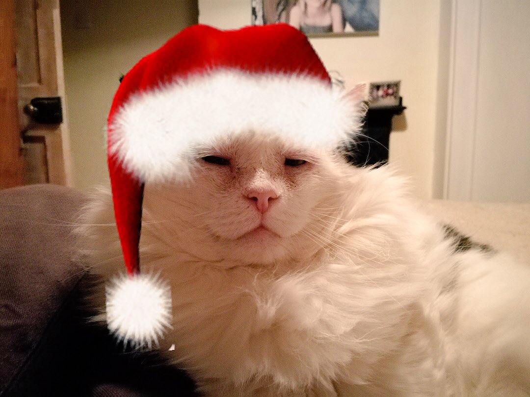 Cat with red christmas hat Blank Template Imgflip