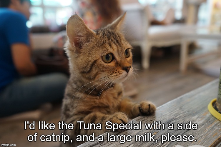 Kitten at counter Cat Cafe Bangkok Thailand Imgflip