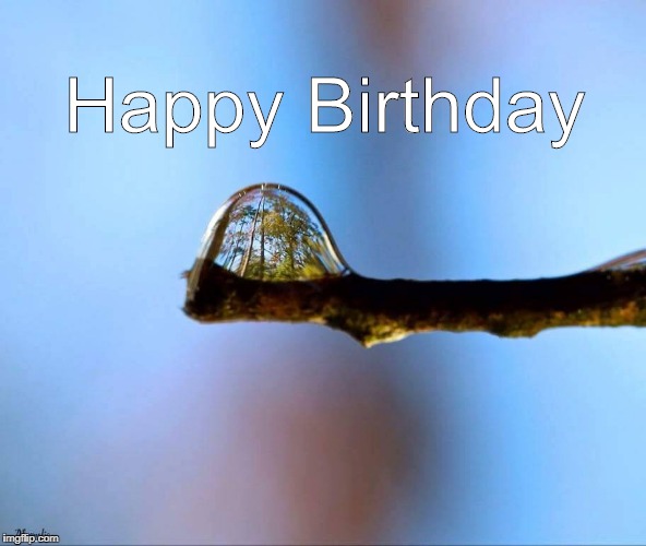 Forest in a dew drop Imgflip