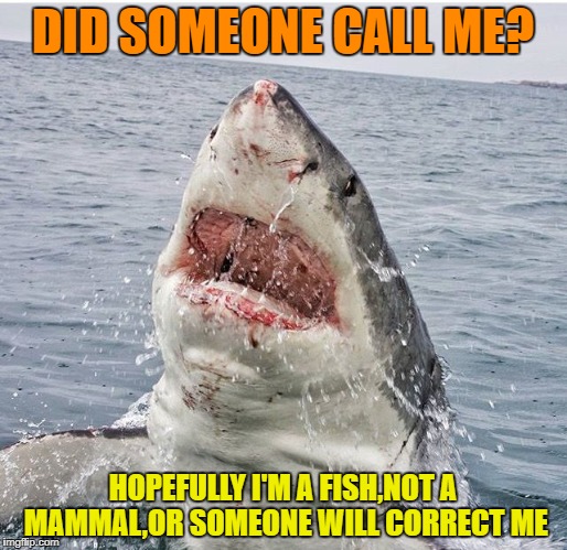Image tagged in here fishy Imgflip