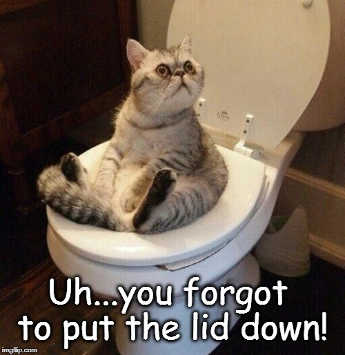 Pet Toilet Wars Imgflip