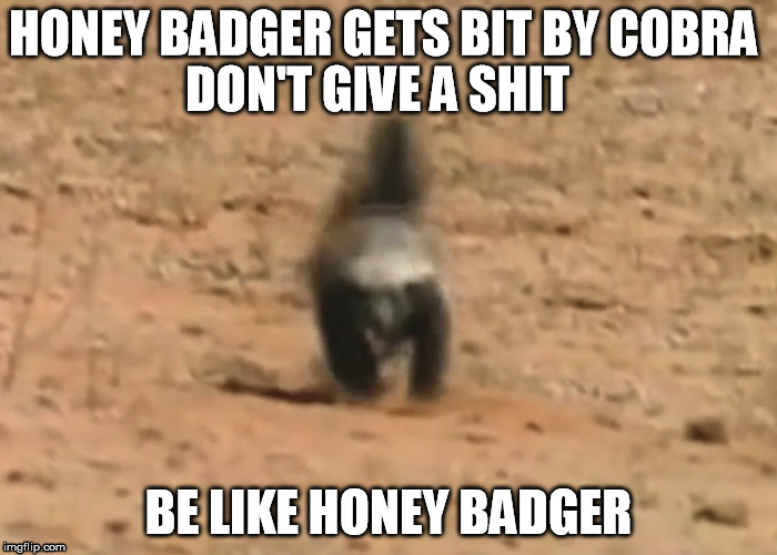 Be like honey badger Imgflip