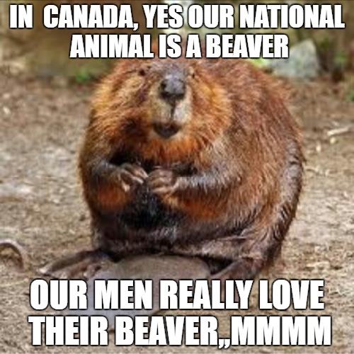 Image tagged in beaver Imgflip