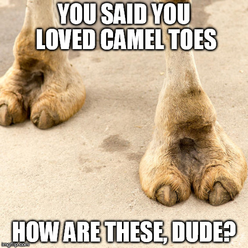 Camel toes Imgflip