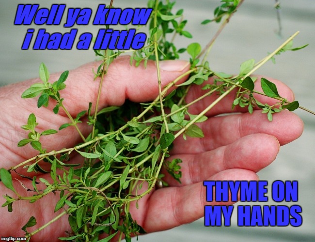 i had a little thyme on my hands Imgflip
