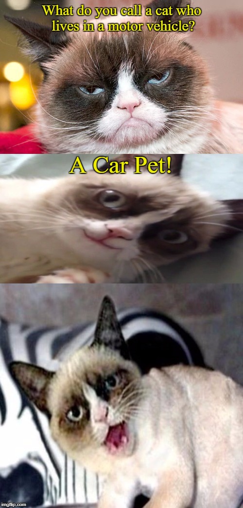 Bad Pun Grumpy Cat Imgflip