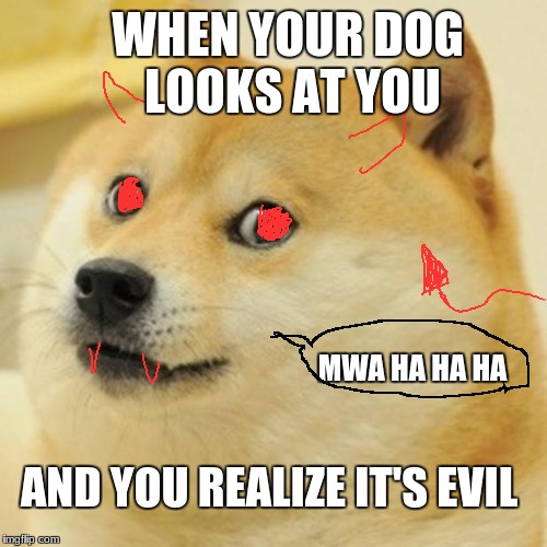 Doge Meme Imgflip