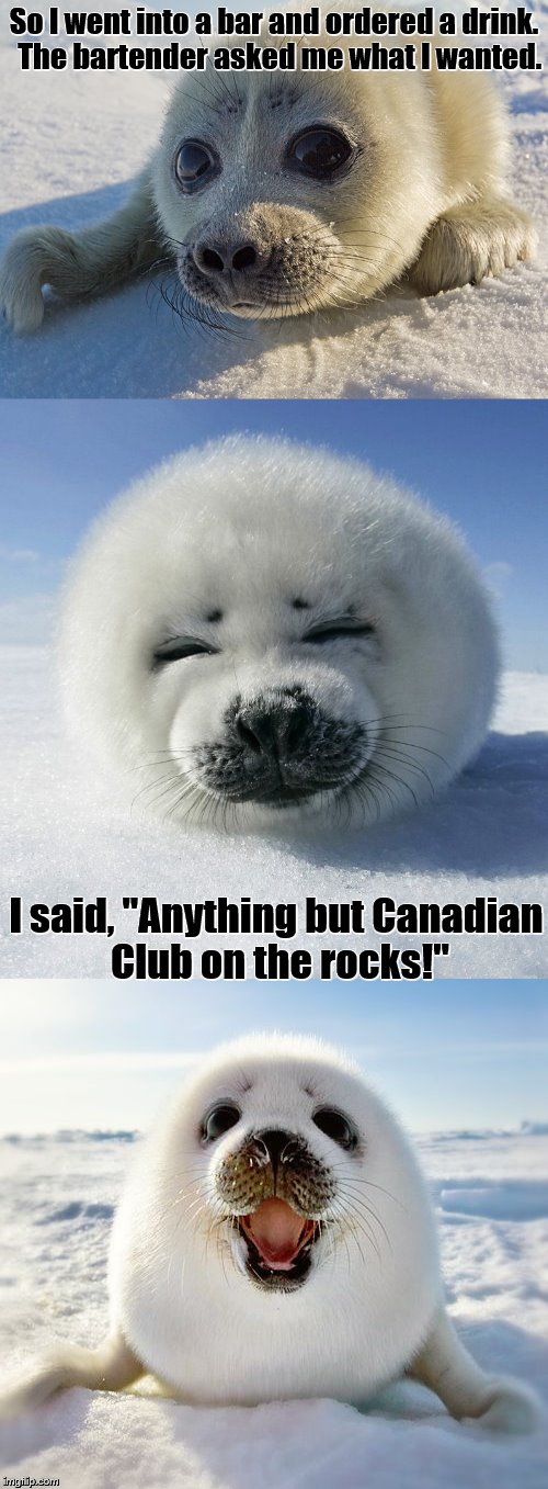 Bad Pun Baby Seal Imgflip
