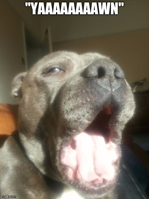 Image tagged in blue staffordshire bull terrier bentley yawning Imgflip