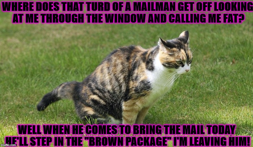 Image tagged in revenge cat Imgflip