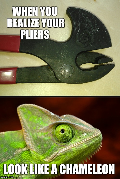 Image tagged in chameleon,chameleons,jbmemegeek,memes,funny animals,reptile Imgflip