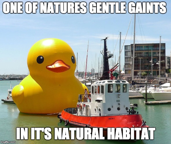 Giant Rubber Duck Imgflip