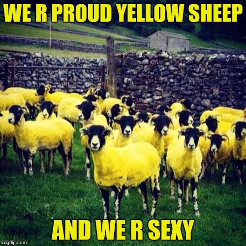 Yellow Sheep Imgflip
