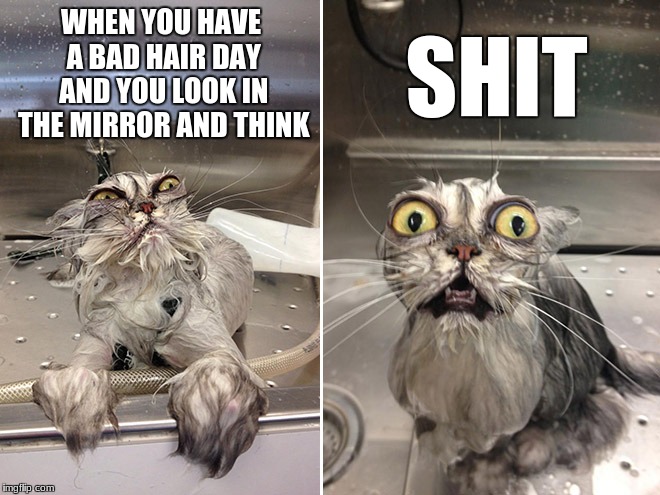 Bad Hair Day Cat Meme How Much?