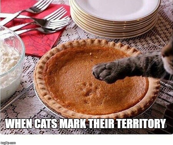 When cats mark their territory. Imgflip