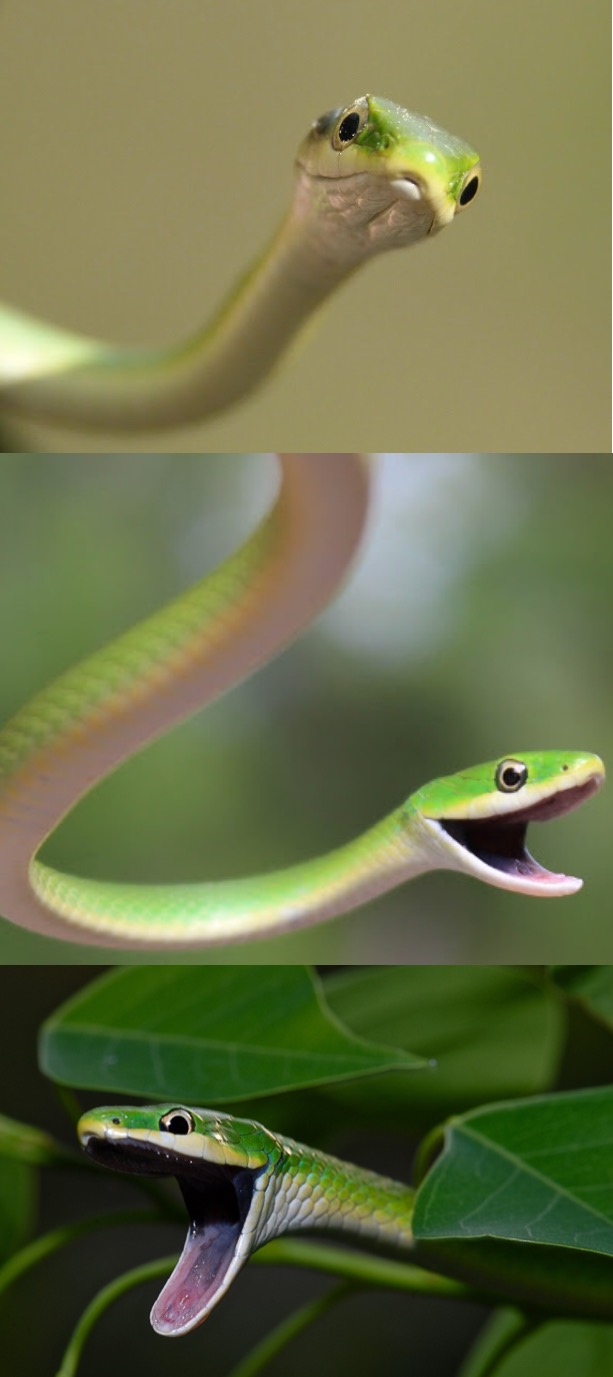 Bad Pun Snake Blank Template Imgflip