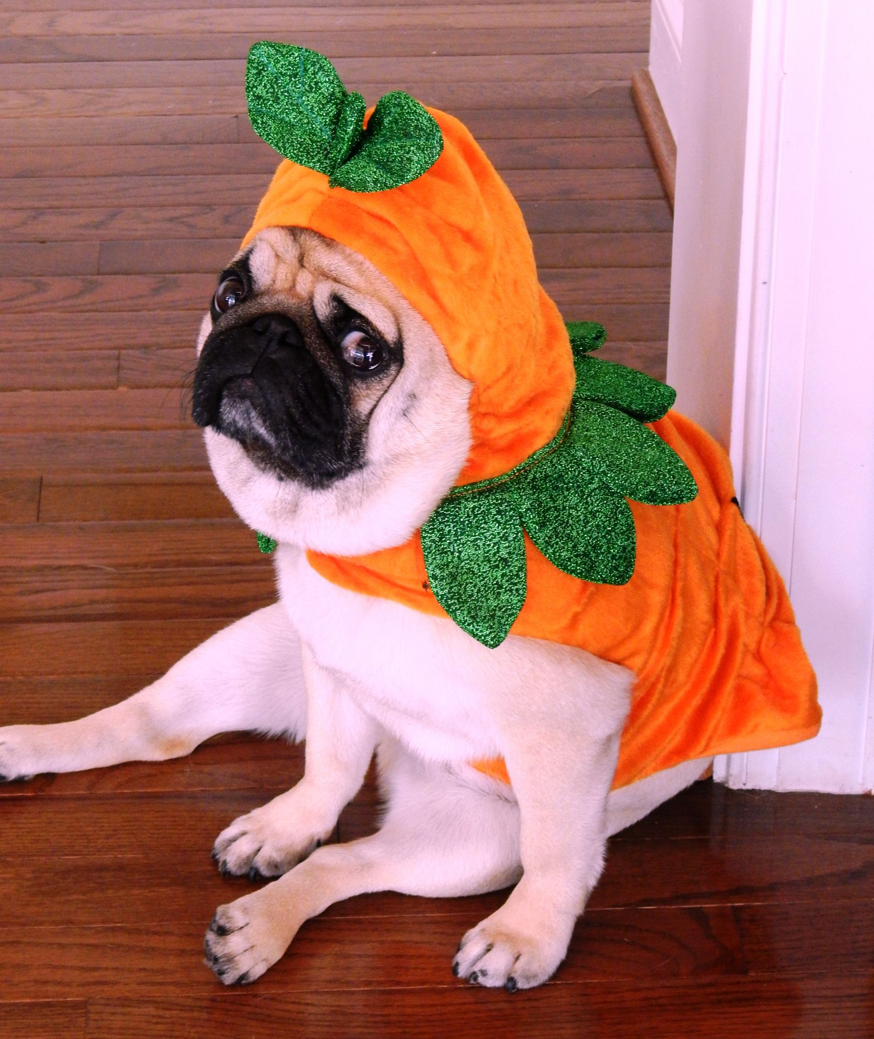 Carrot Pug Blank Template Imgflip
