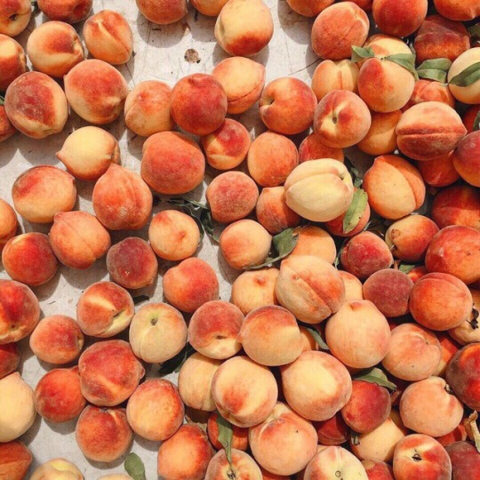 A Plethora of Peaches Makes Life Just Peachy! Memes Imgflip