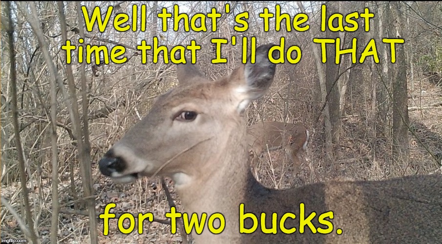 Image tagged in awkward deer Imgflip