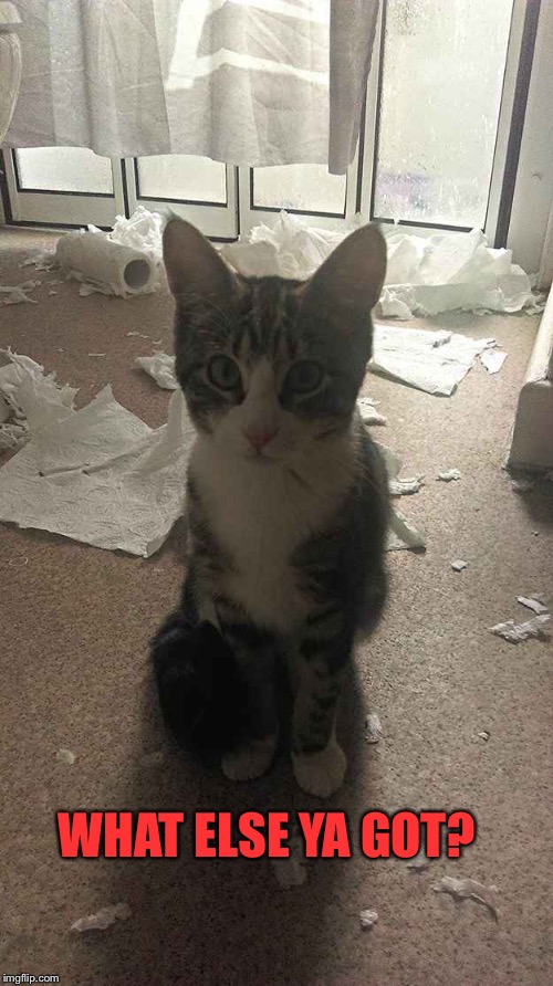 Toilet paper cat Imgflip