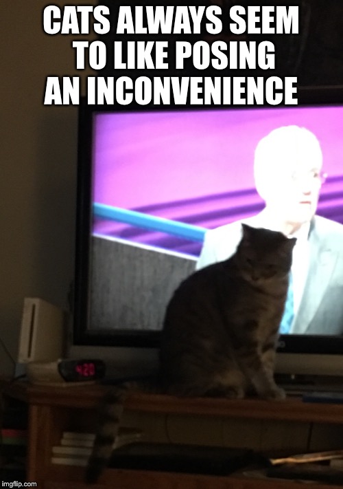 Cats and Television Imgflip