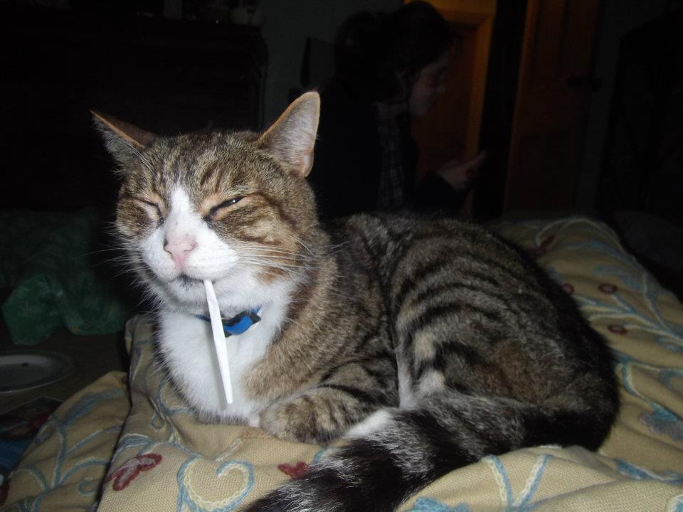 TOO STONED CAT Blank Template Imgflip