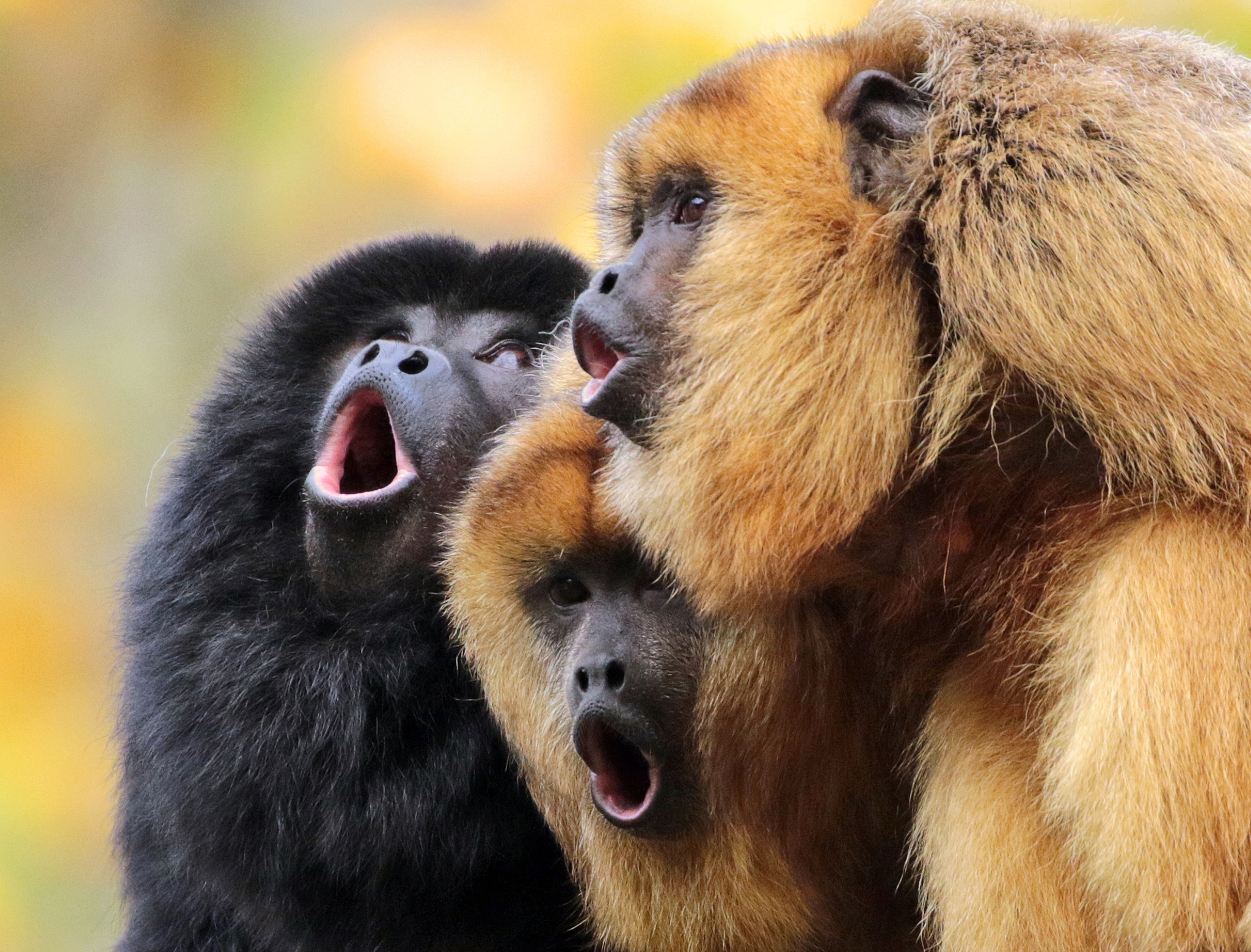 "monkey" Meme Templates Imgflip