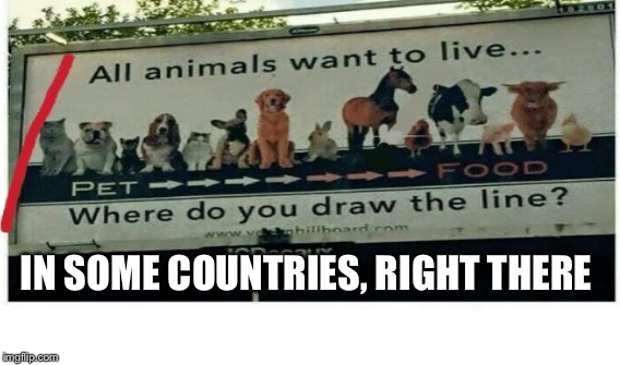 Animals We Love Imgflip