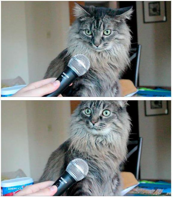 "cat" Meme Templates Imgflip