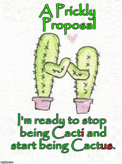 Christmas Cactus Meme Succulent Love Imgflip