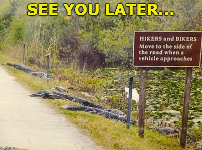 aligator Memes & GIFs Imgflip