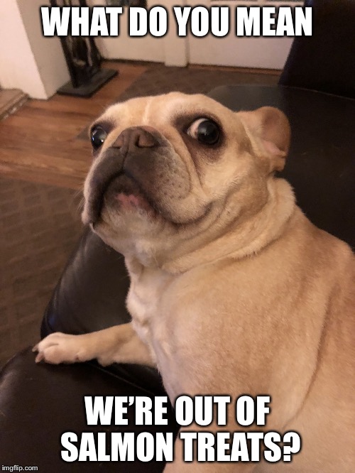 Frenchie French Bulldog Meme