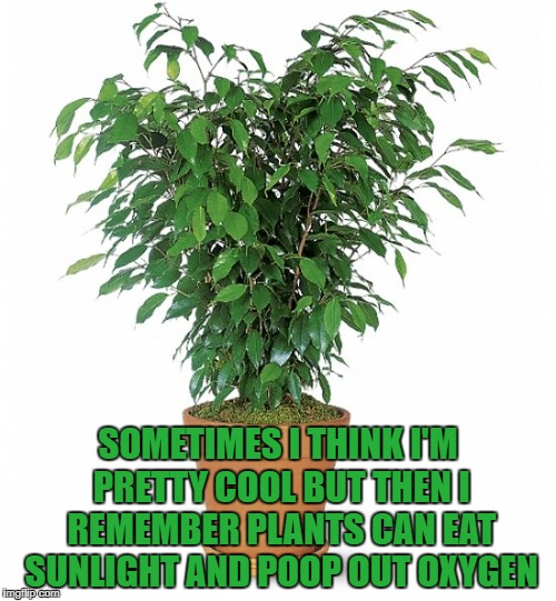 gardening Imgflip
