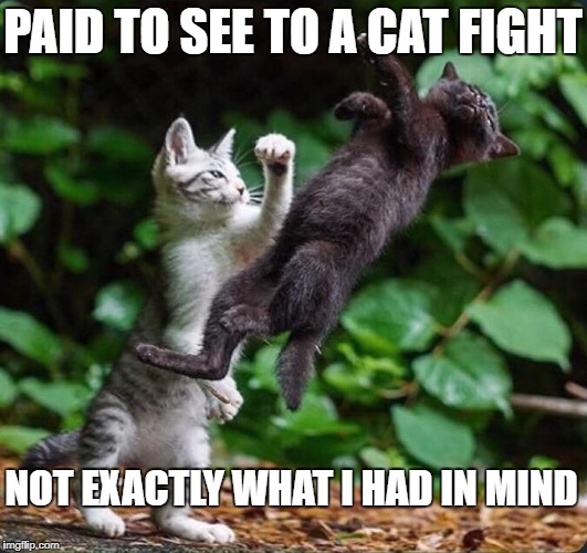 CAT FIGHT Imgflip