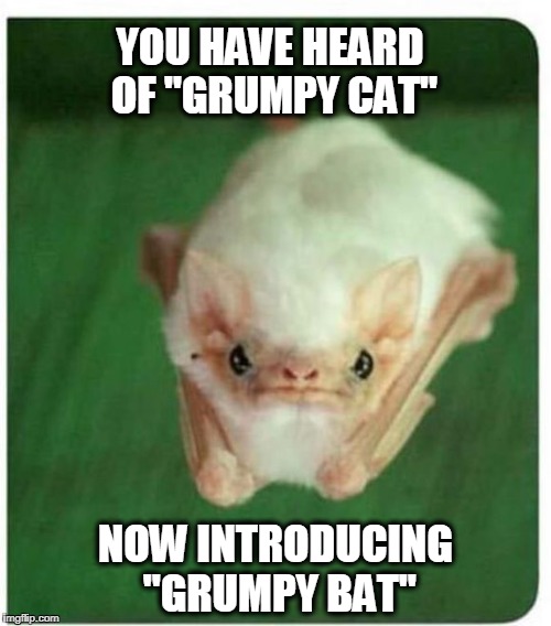 Grumpy Bat Imgflip