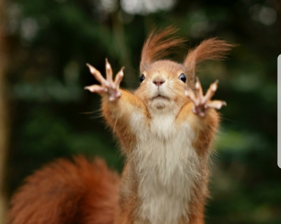 "squirrel" Meme Templates Imgflip